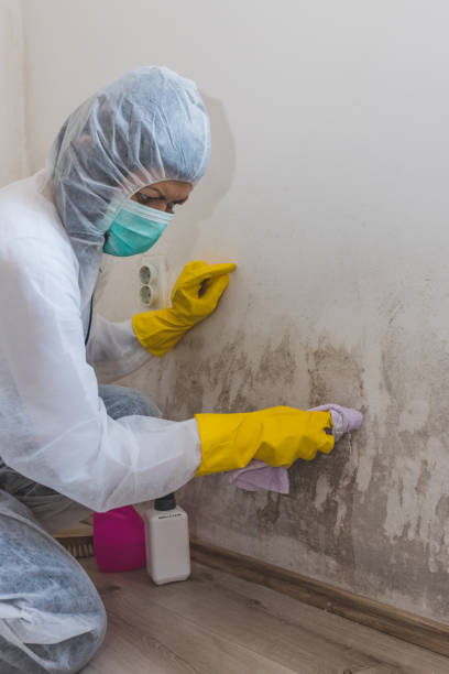 Best Mold Damage Restoration  in Victoria, MN