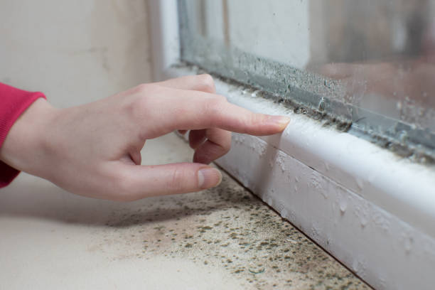 Best Dehumidification Services  in Victoria, MN