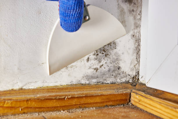 Best Real Estate Mold Inspection  in Victoria, MN
