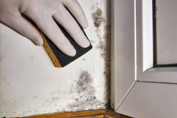 Best Environmental Consulting for Mold Prevention  in Victoria, MN